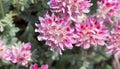 Mountain kidney vetch Anthyllis montana subsp. montana, purple flowers Royalty Free Stock Photo